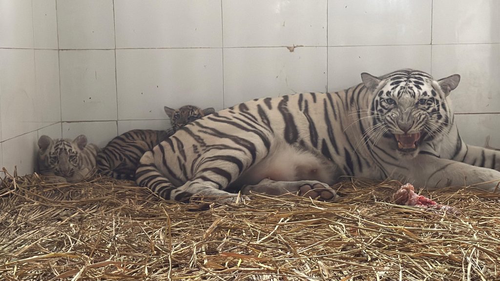 Genuine efforts of Punjab Government bear fruit