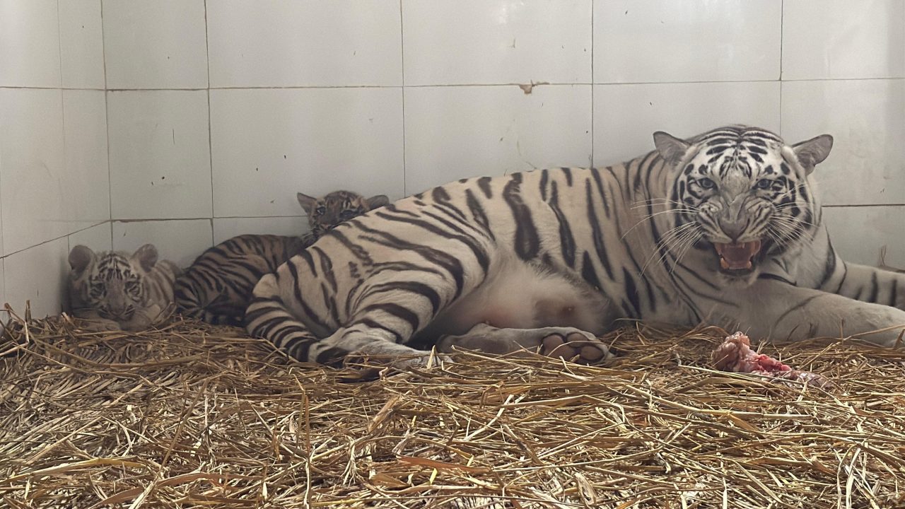 Genuine efforts of Punjab Government bear fruit