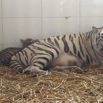 Genuine efforts of Punjab Government bear fruit