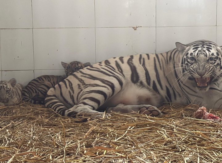 Genuine efforts of Punjab Government bear fruit